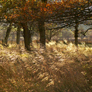 Golden Autumn grasses swaying in breeze beneath oak trees, Mungrisdale