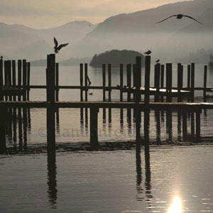 Gulls, some perched, some flying at Keswick Boat Landings, Derwentwater, Lake District