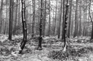 Black and white image of snow blown onto tree trunks in Greystok Forest, North Lake District, Cumbria