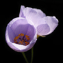 Macro image of a pair of Abutilon flowers with sun lighting their petals