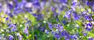 Close up of Bluebells in late afternoon sun in Helbeck Wood, near Brough, Cumbria