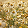 Close up sunny flowers in a field full of Chamomile, near Great Salkeld, Eden Valley,Cumbria