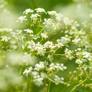 Looking through the umbel flower heads of Cow Parsely, near the River Eden, Edenhall, Cumbria