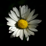 Close up of the flower of common native daisy, Bellis Perennis, sunlit in Greystoke Forest, Cumbria