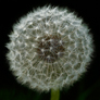 Macro image of seed head of Dandelion, Taraxacum officinale, shot on Helton village green, Cumbria