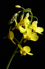Striking close up of sunlit yellow flowers of Epimedium
