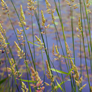 Seed heads of grasses in foreground with out of focus water lilies on pond behind at Moss Dyke, Heads Nook, Cumbria