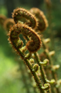 Fern fronds of Dryopteris affinis unfurling in sunshine in Greystoke Forest,, Cumbria