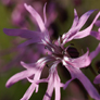 Macro shot of Ragged Robin wild flower at Moss Dyke, Heads Nook, Cumbria