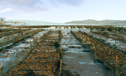 Shellfish Farm, Ayrshire